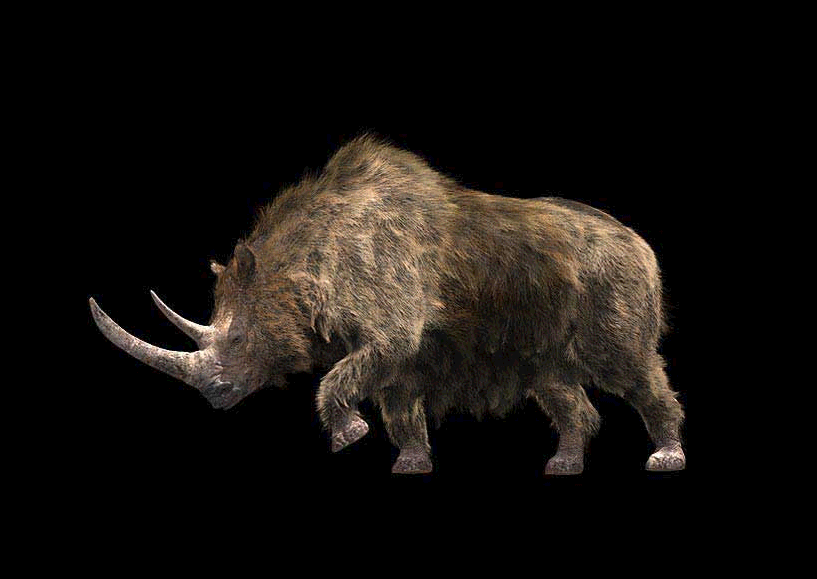 Coelodonta antiquitatis