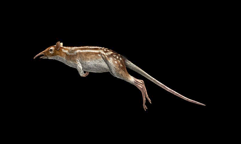 Leptictidium tobieni