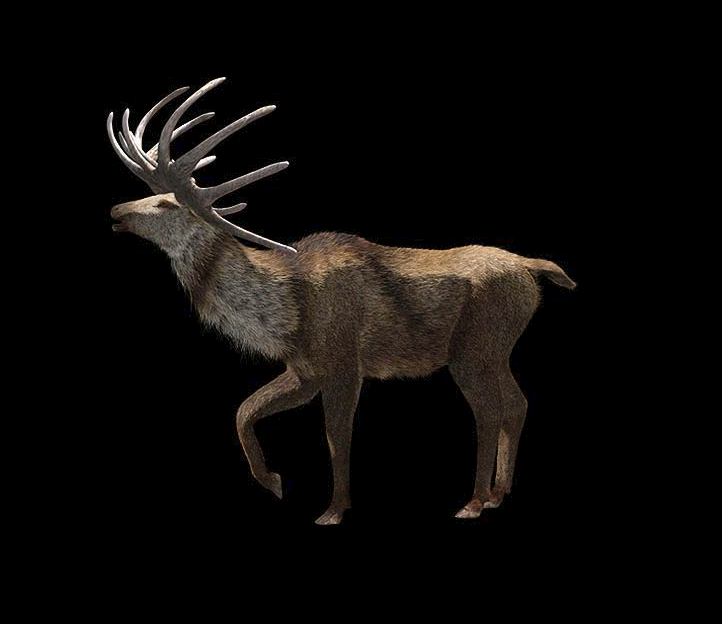 Megaloceros giganteus
