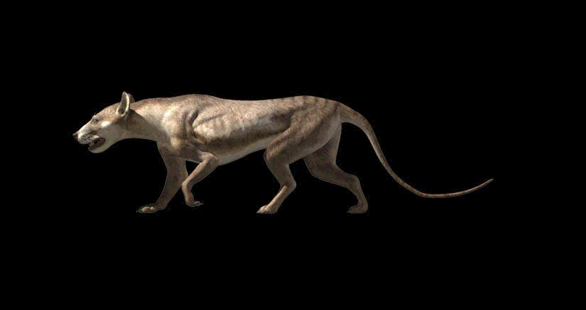 Cynodictis