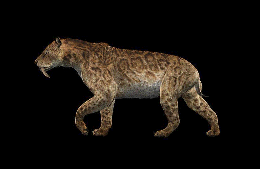 Smilodon populator